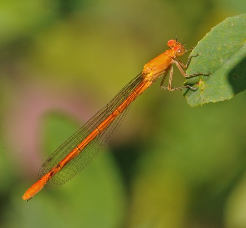 Female
28 Aug 2015  Grant, NM